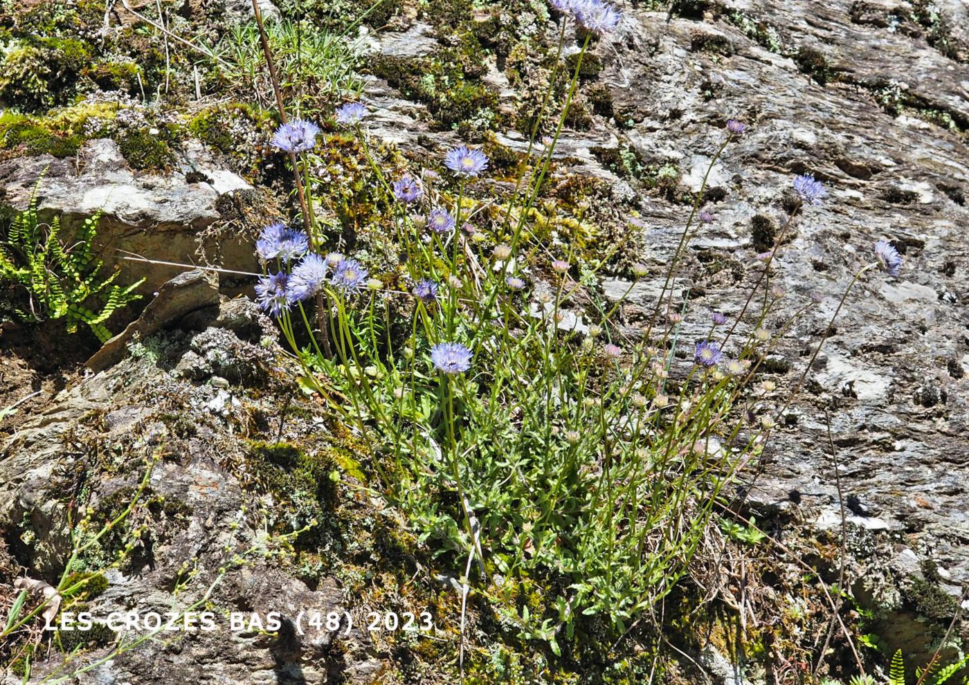 Sheepsbit, Perennial plant